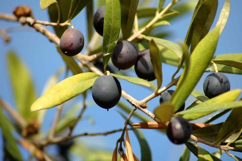 1290196067_black_olives1.jpg